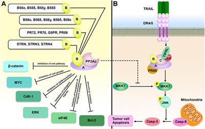 Research progress on the relationship between the TOR signaling pathway regulator, epigenetics, and tumor development